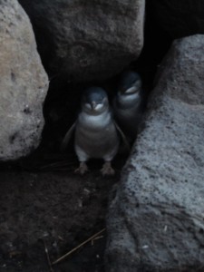 Penguins