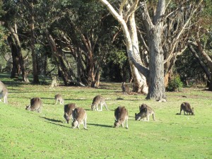 Kangaroos at Anglesea Golf Club