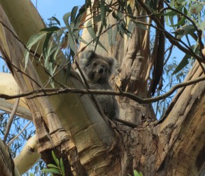 Koala in Kennett River Great Ocean Road