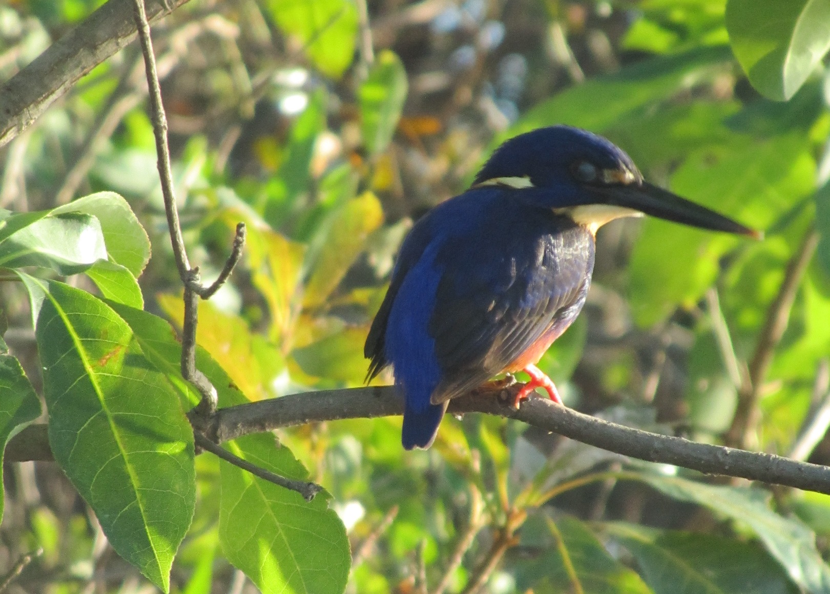 KingFisher