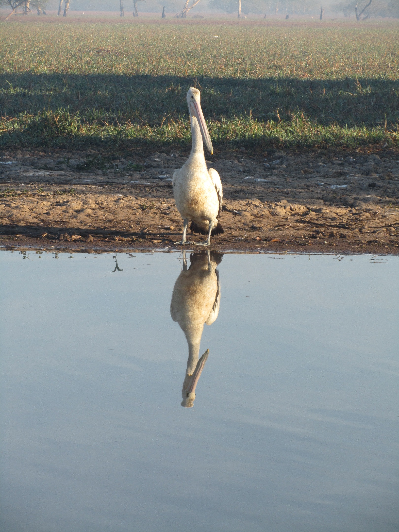 Pelican